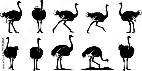 Ostrich silhouettes, Ostrich, Ostrich vector illustration, Ostrich clipart, Ostrich silhouette set