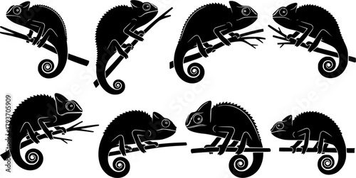 Chameleon silhouettes, Chameleon vector illustration, Chameleon, Chameleon animal icon, Chameleon silhouette set