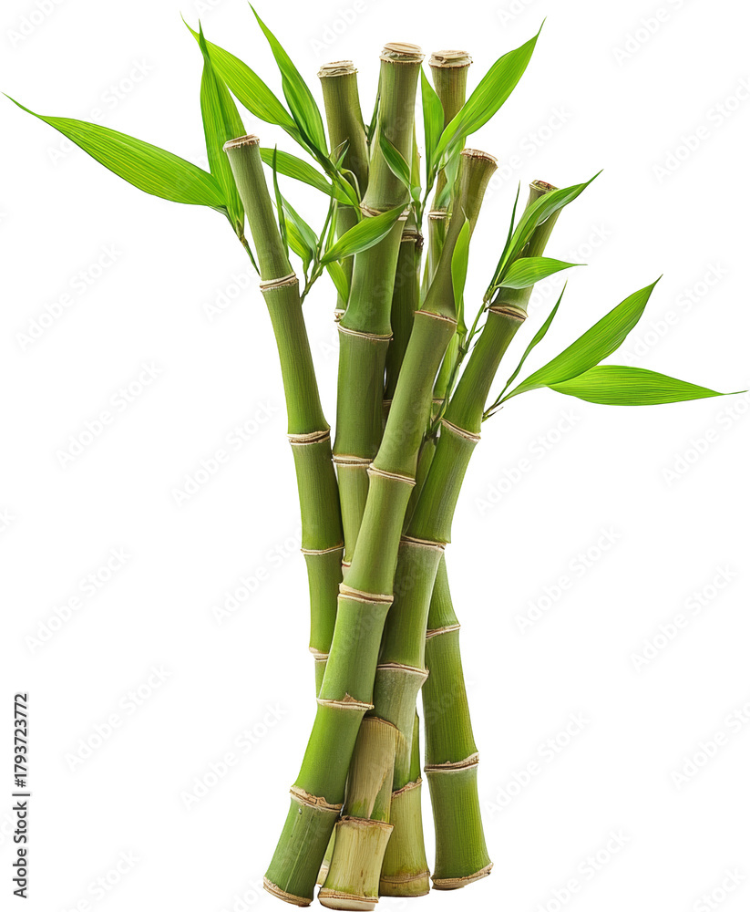 Naklejka premium bamboo