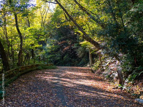 落ち葉が堆積した秋の山道