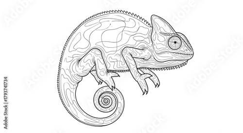 Detailed line drawing of a chameleon with a curled tail and crest