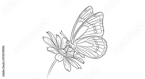 Detailed line drawing of a butterfly perched on a daisy flower head