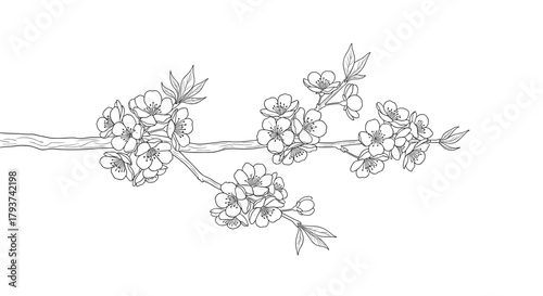 Illustration of a blossoming tree branch with flowers and leaves