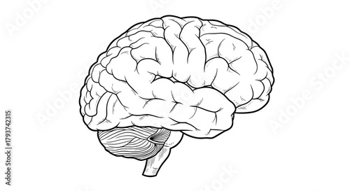 Illustration of a human brain with detailed gyri and sulci anatomy