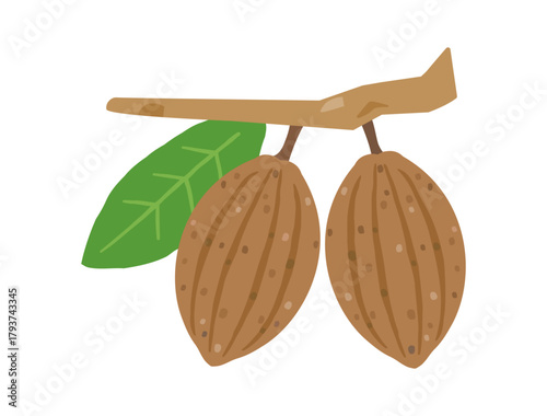 茶色いカカオの実をイメージしたイラスト