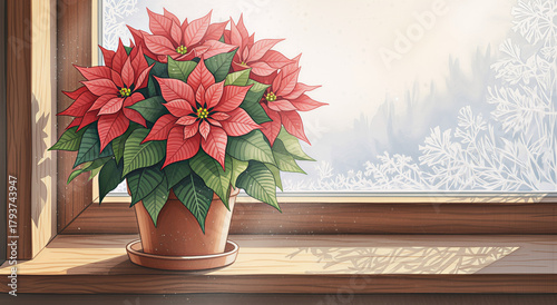 Christmas poinsettia flower plant on a window sill for festive home decor and winter cards