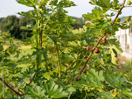 実を付けたイチジクの木