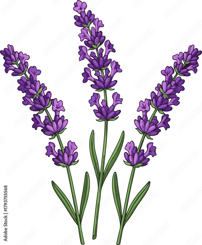 Fototapeta premium Vector Art of Three Lavender Flowers – Ultra Detailed Colorful Botanical Illustration on White Background