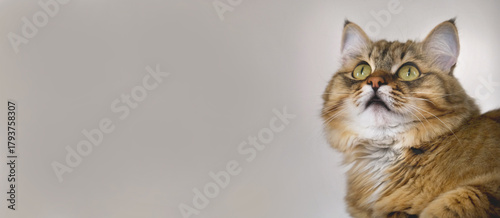 Playful curious tabby cat, Portrait of impressively tabby cat, intensive staring, banner, copy space for branding, advertising. Beige background studio shot of feline.