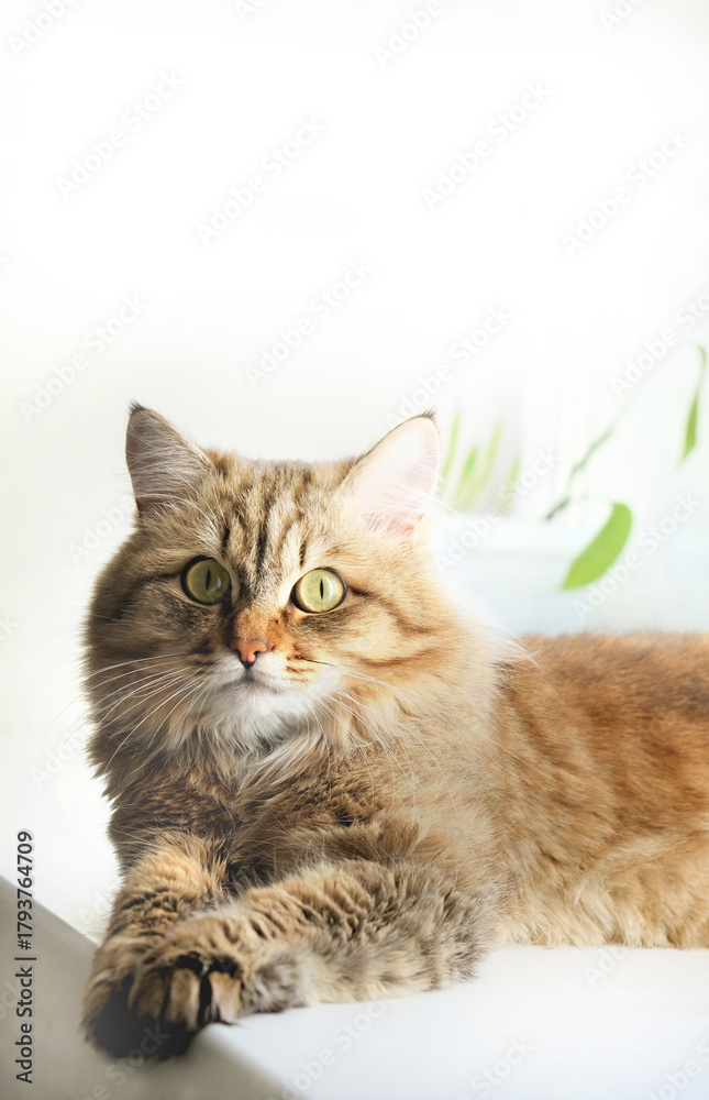 Fototapeta premium Close-up portrait of cute tabby cat, lounging. Soft morning light, enjoying sun beam. Relaxing on the balcony floor and looking window. funny pets. Calmness, tranquil ambiance