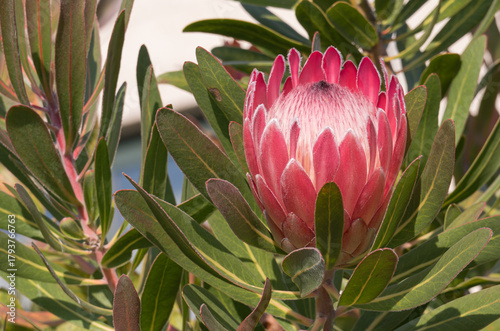 Pink King Protea Flower Bloom