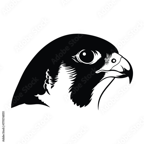 A detailed image of a peregrine falcon's head in black and white on a white background
