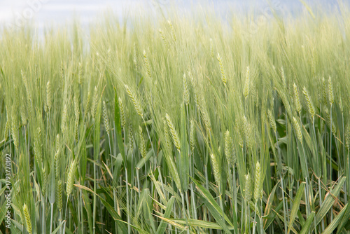 Field of wheat in Argentina before harvest