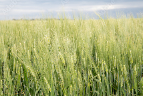 Field of wheat in Argentina before harvest