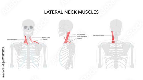 Lateral Neck Muscles - Group of muscles located on the sides of the neck, including the anterior, middle, and posterior scalene muscles, levator scapulae, splenius capitis.