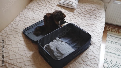 Cute cat sits in a suitcase and plays with a mini Mexican hat.