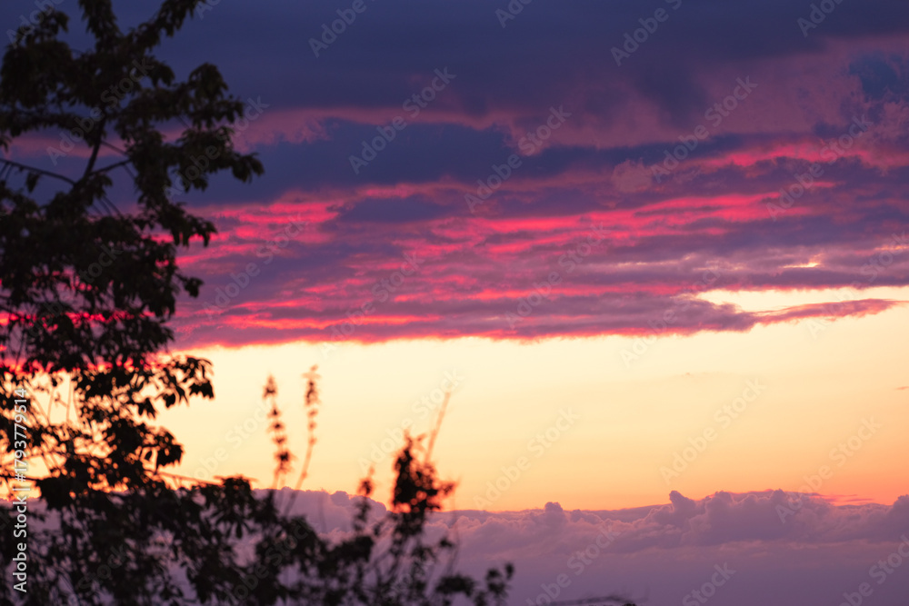 Fototapeta premium Sunset with red-lit clouds in focus and blurred shrub in foreground