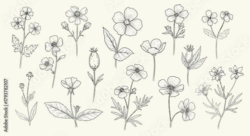 Handdrawn sketches of various flowers and leaves