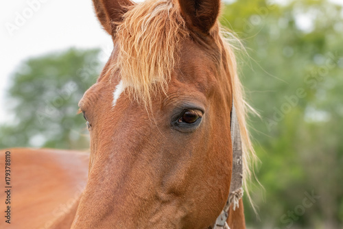 Portrait of a bay horse close-up.Horse eye with long eyelashes.