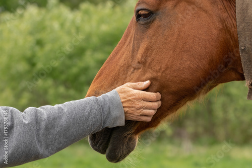 A man gently strokes a horse's head.The concept of caring and loving animals.