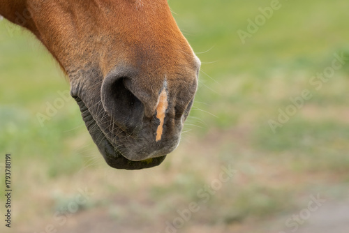 Domestic brown horse muzzle close-up.Horse as a symbol of 2026.