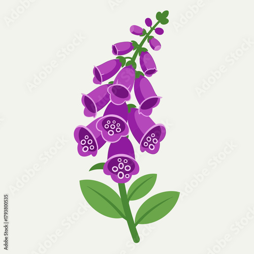 Illustration of a purple foxglove flower with green leaves on a white background.