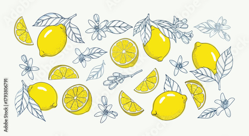 Assorted fresh lemons and citrus leaves with slices