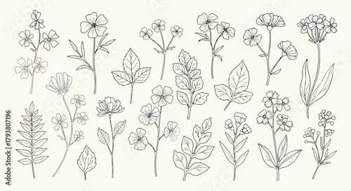Handdrawn botanical line art collection with various flowers and leaves