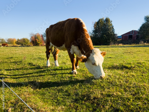 Cow eating grass in a field on a farm