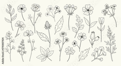 Handdrawn floral collection with various flowers and leaves