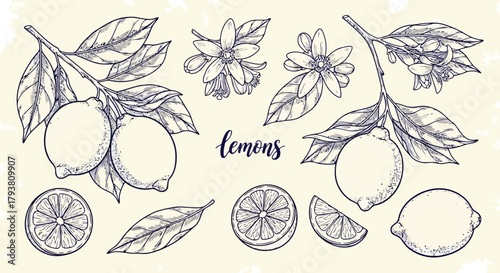Handdrawn lemons and citrus fruits with leaves