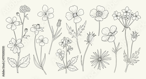 Handdrawn wildflower collection with various botanical sketches and floral illustrations