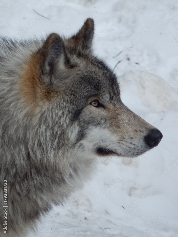 Obraz premium Loup gris sous la neige