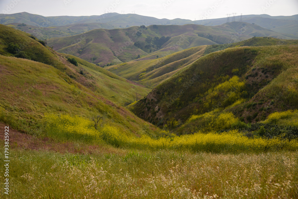 Fototapeta premium Wildflowers in spring in Chino Hills State Park in California