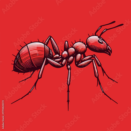 weaver ant vector illustration on red background