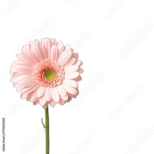 A single, pale pink gerbera daisy on a slender green stem, isolated against a black background.  The petals are delicate and numerous, surrounding a pale yellow-green center