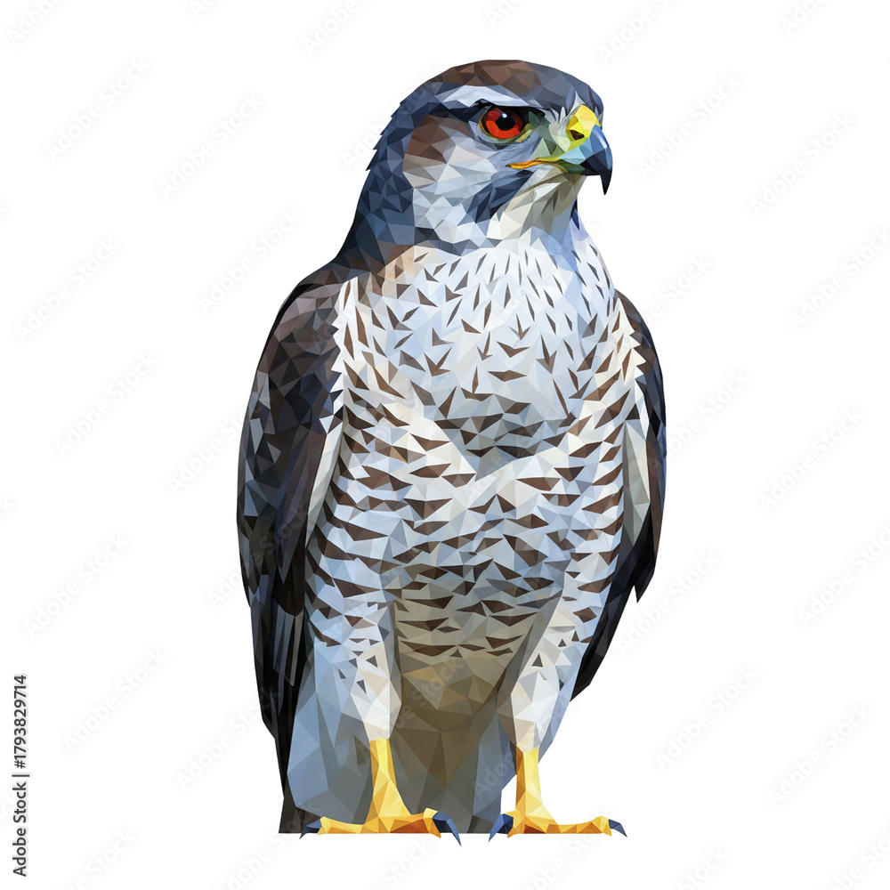 Fototapeta premium Low poly hawk standing front view isolated