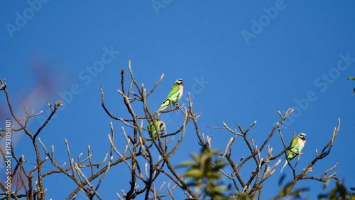 bird on a branch