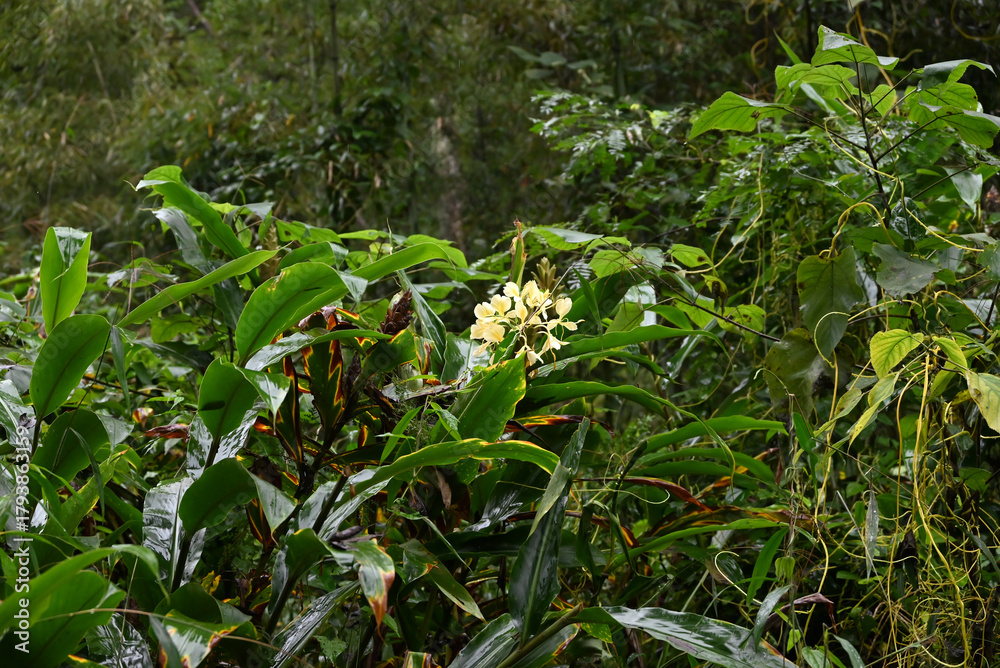 Obraz premium cluster of yellow Hedychium flavum blossom in the middle of green leaves in the forest