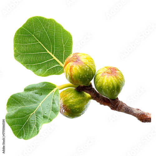 Branch with green figs and leaves on transparent background