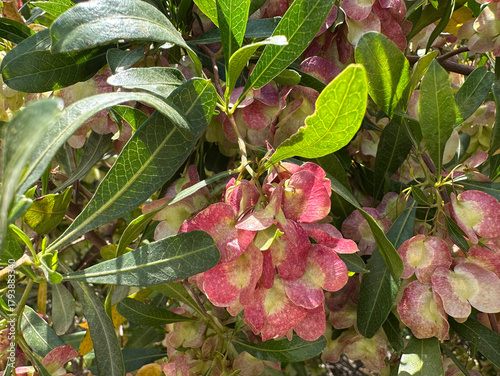 Broadleaf hopbush (lat.- Dodonaea viscosa)