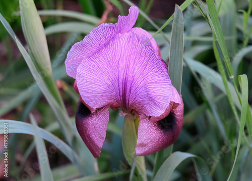 Gilboa iris is endemic to Israel (lat.- Iris haynei)