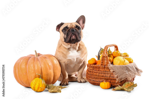 Cute French bulldog and wic...
