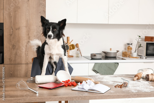 Naughty Border Collie dog w...