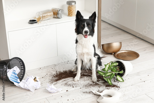 Photos Naughty Border Collie dog with mess on floor in kitchen