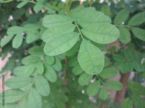 green leaves in the garden