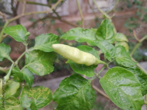 green beans in the garden