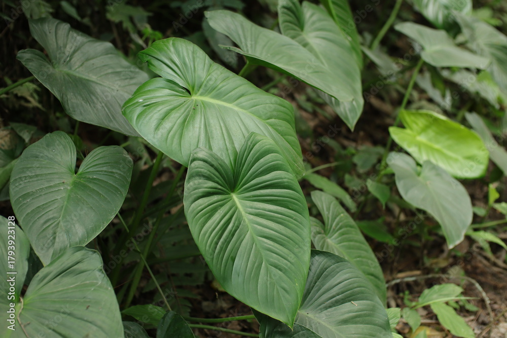 Obraz premium Philodendron Hederaceum in the Rainforest