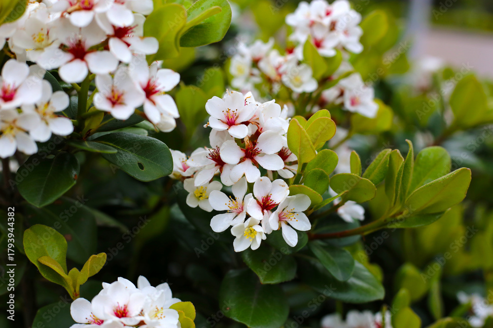 Naklejka premium Snow White Indian Hawthorn (Rhaphiolepis indica) in full bloom