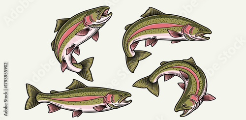 Illustration of four rainbow trout fish swimming and leaping from the water, detailed linework